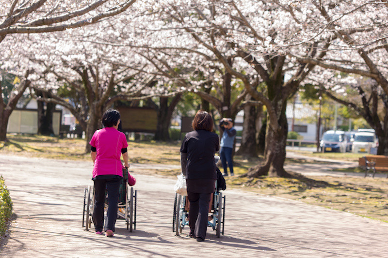 桜の下を散歩する車いすに乗る方々と車いすを押す方々
